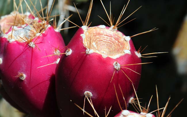 The Acoma Pueblo peoples of New Mexico enjoy the fruits or Tunas of Cactus Apple in a variety of ways. The fruits may be eaten fresh (which are delicious) or prepared the fruits (splitting, drying grinding into a meal) and mixing the meal with corn meal to make a mush for winter use.  Opuntia engelmannii 